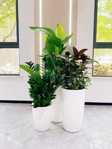 余姚花卉出租公司，花卉租赁新选择，品质超一流